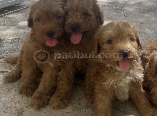 Poodle Ayarında Teacup Maltipoo Bebekler