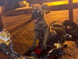 Belçika Malinoisi