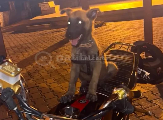 Belçika Malinoisi