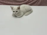 British shorthair cinsi sahiblendirme kedi 