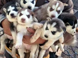 Husky Sibirya Kurdu Dişi Erkek Yavrular