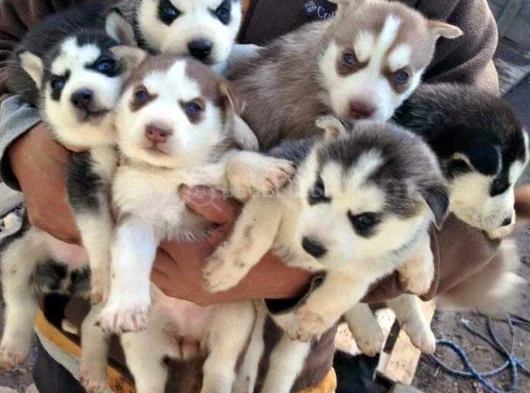 Husky Sibirya Kurdu Dişi Erkek Yavrular görsel