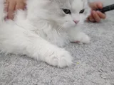6 Aylık Longhair
