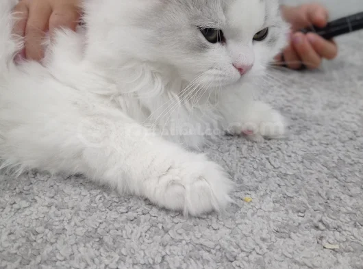 6 Aylık Longhair görsel