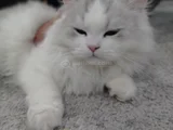 6 Aylık Longhair