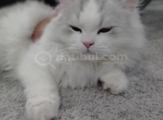 6 Aylık Longhair görsel