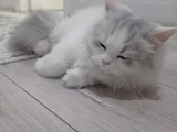 6 Aylık Longhair
