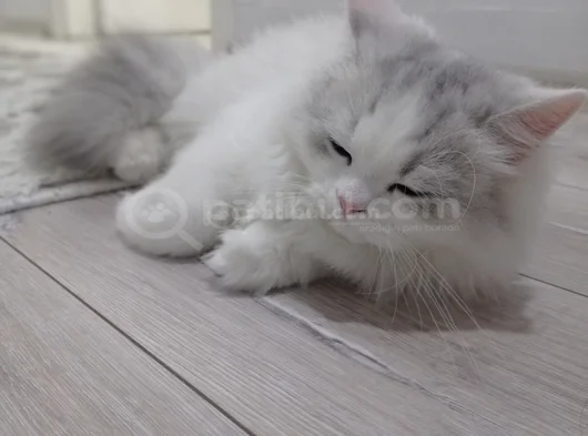 6 Aylık Longhair görsel