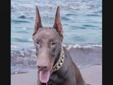 ÜST DÜZEY EUROPAN 8 AYLIK ERKEK DOBERMAN