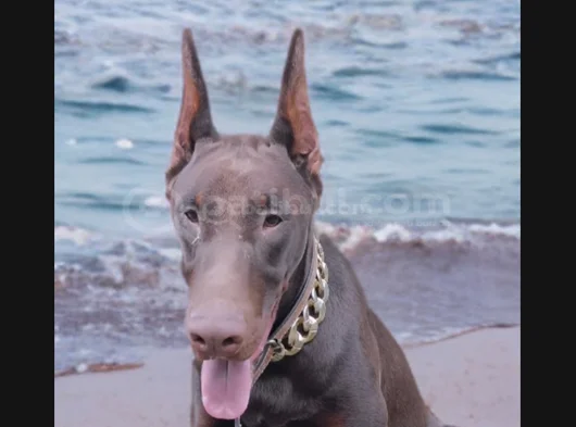 Üst Düzey Europan 8 Aylik Erkek Doberman