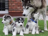 Husky Sibirya Kurdu Dişi Erkek Yavrular