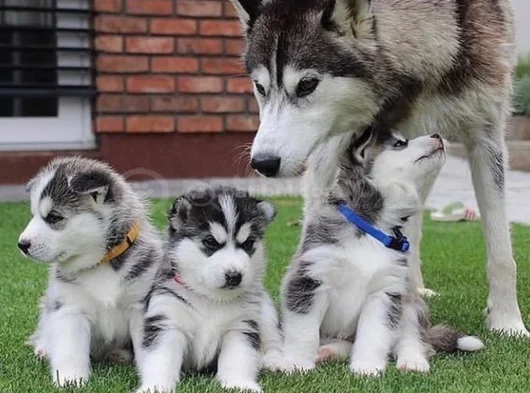 Husky Sibirya Kurdu Dişi Erkek Yavrular görsel