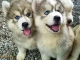 Husky Sibirya Kurdu Dişi Erkek Yavrular