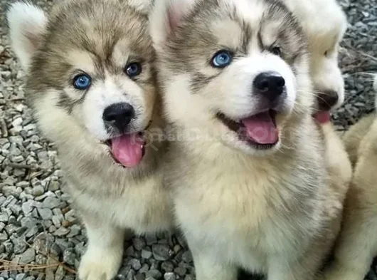 Husky Sibirya Kurdu Dişi Erkek Yavrular görsel
