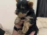 0 Numara Yorkie Terrier Yavrular