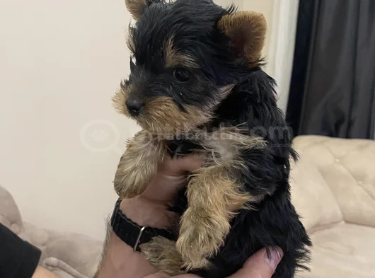 0 Numara Yorkie Terrier Yavrular görsel