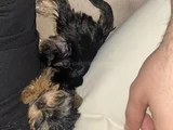 0 Numara Yorkie Terrier Yavrular