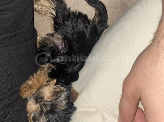 0 Numara Yorkie Terrier Yavrular görsel