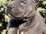 İri Cüsseleri Görenlere Dudak Isırtacak Cane Corso Yavrular