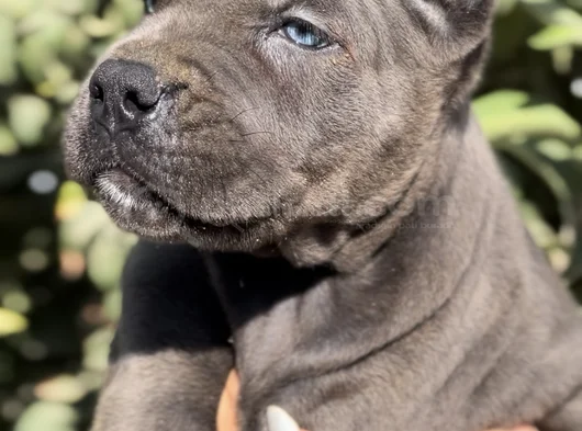 İri Cüsseleri Görenlere Dudak Isırtacak Cane Corso Yavrular görsel