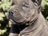 İri Cüsseleri Görenlere Dudak Isırtacak Cane Corso Yavrular