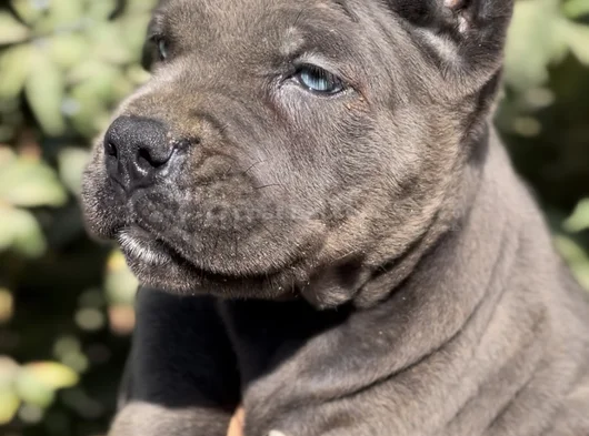 İri Cüsseleri Görenlere Dudak Isırtacak Cane Corso Yavrular