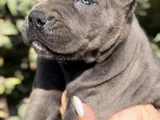 İri Cüsseleri Görenlere Dudak Isırtacak Cane Corso Yavrular