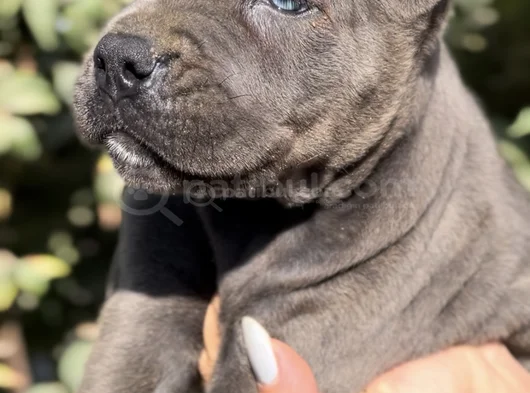 İri Cüsseleri Görenlere Dudak Isırtacak Cane Corso Yavrular görsel