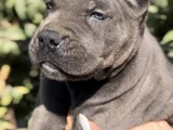 İri Cüsseleri Görenlere Dudak Isırtacak Cane Corso Yavrular
