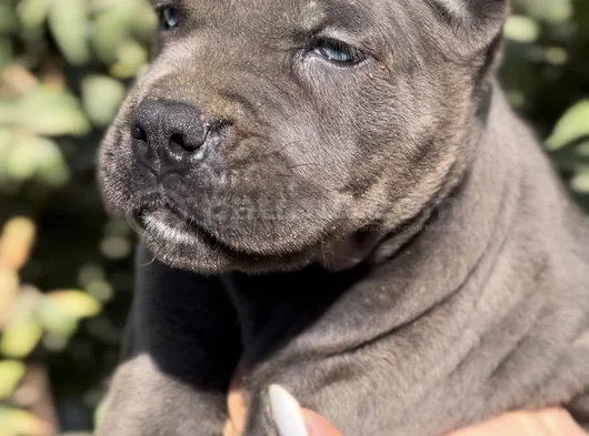 İri Cüsseleri Görenlere Dudak Isırtacak Cane Corso Yavrular görsel