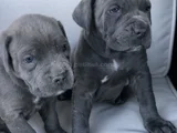 Dişi erkek cane corso yavrularımız