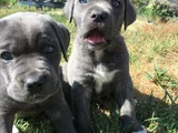 Dişi Erkek Cane Corso Yavrularımız