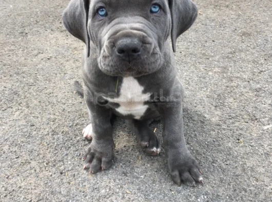 Dişi Erkek Cane Corso Yavrularımız görsel