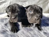 Dişi Erkek Cane Corso Yavrularımız
