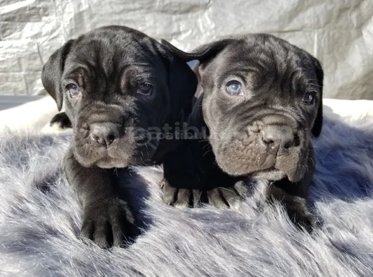 Dişi Erkek Cane Corso Yavrularımız görsel