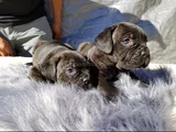 Dişi Erkek Cane Corso Yavrularımız