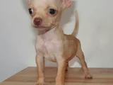 Dişi Erkek Chihuahua Yavrularımız