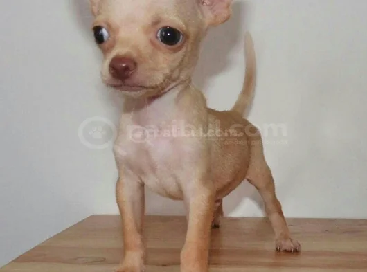Dişi Erkek Chihuahua Yavrularımız görsel