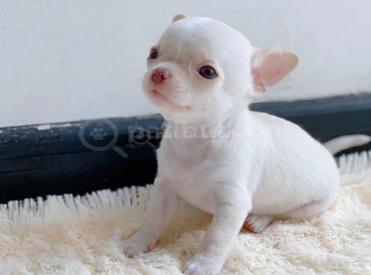 Dişi erkek chihuahua yavrularımız