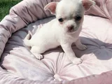 Dişi Erkek Chihuahua Yavrularımız