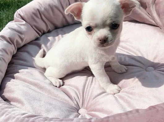 Dişi Erkek Chihuahua Yavrularımız görsel
