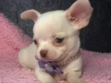 Dişi Erkek Chihuahua Yavrularımız