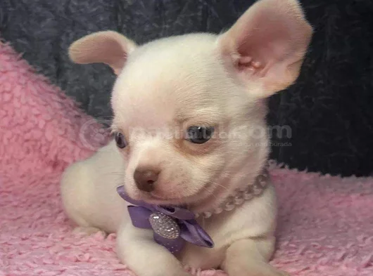 Dişi Erkek Chihuahua Yavrularımız görsel
