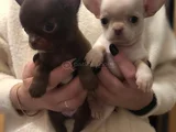 Dişi Erkek Chihuahua Yavrularımız