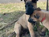 Dişi Erkek Belçika Kurdu Malinois Yavrularımız