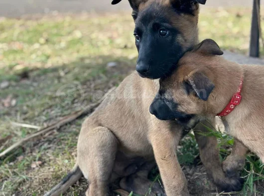 Dişi Erkek Belçika Kurdu Malinois Yavrularımız görsel