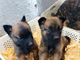 Dişi Erkek Belçika Kurdu Malinois Yavrularımız