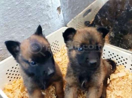 Dişi Erkek Belçika Kurdu Malinois Yavrularımız görsel