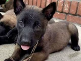 Dişi erkek belçika kurdu malinois yavrularımız