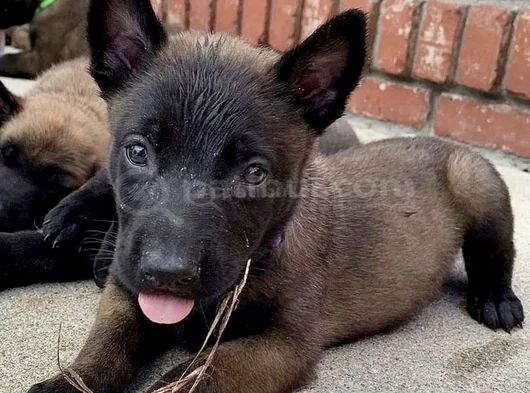 Dişi erkek belçika kurdu malinois yavrularımız